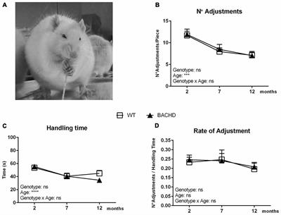 The BACHD Rat Model of Huntington Disease Shows Specific Deficits in a Test Battery of Motor Function